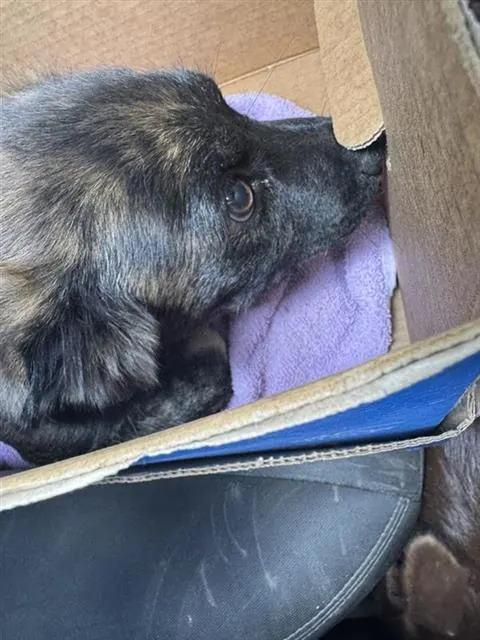 Brownie