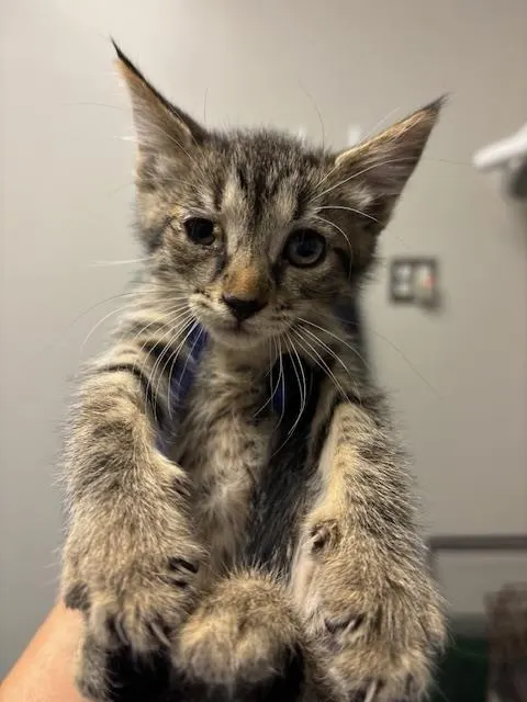 Adoptable Cat