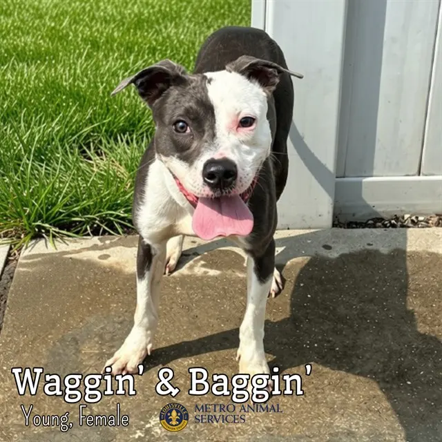 Waggin' And Baggin'