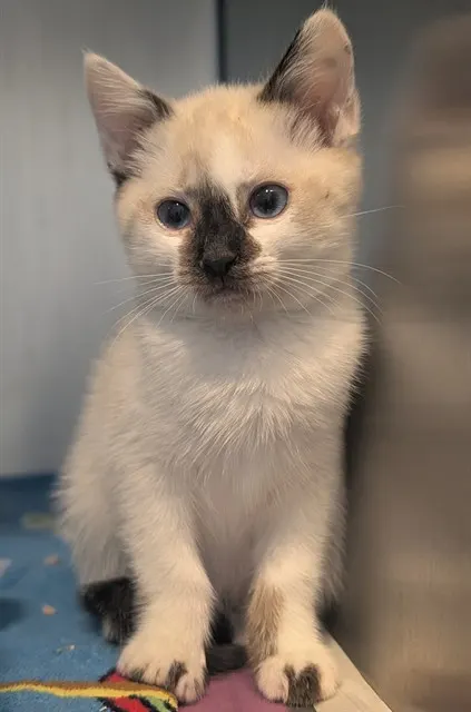 Mochi