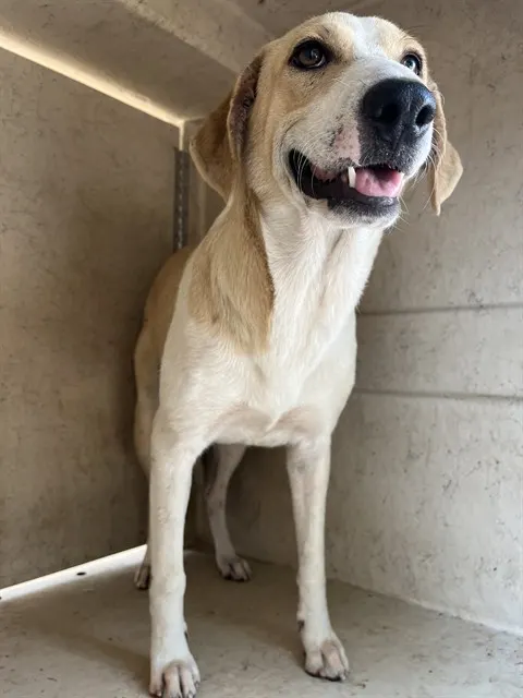 Adoptable Dog
