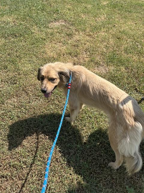 Adoptable Dog
