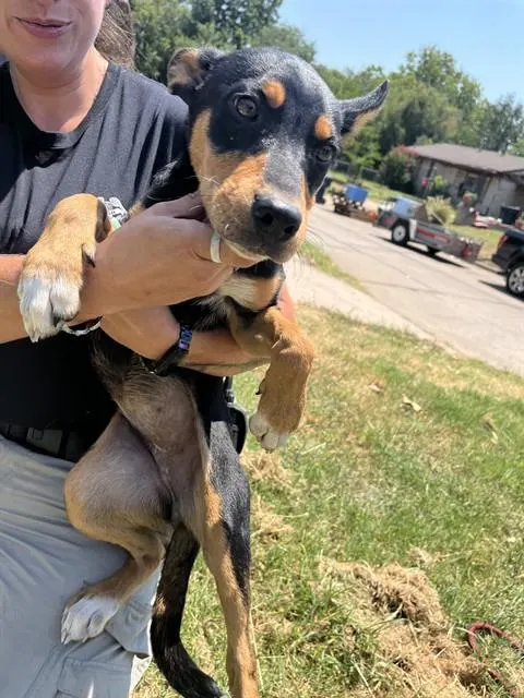 Adoptable Dog