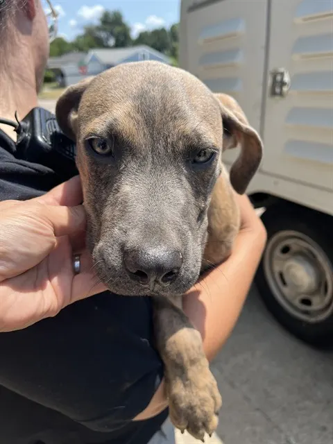 Adoptable Dog