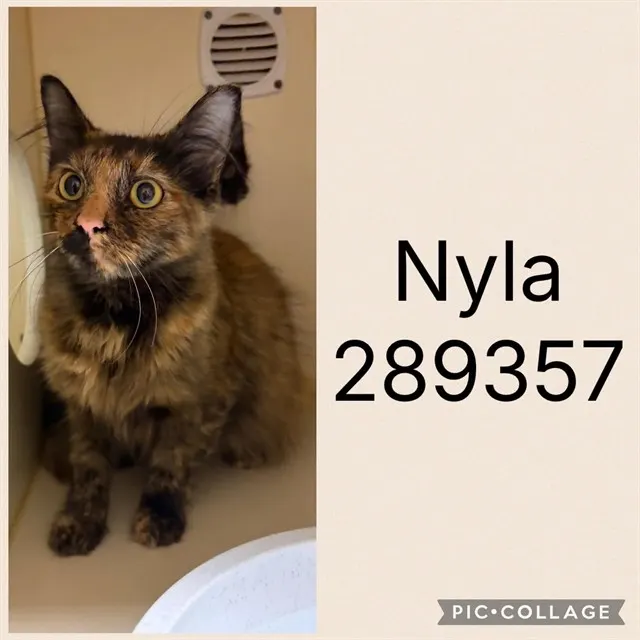 Nyla
