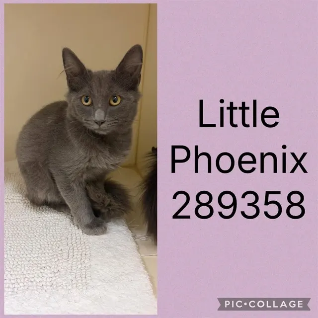 Little Phoenix