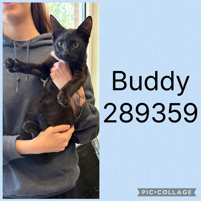 Buddy