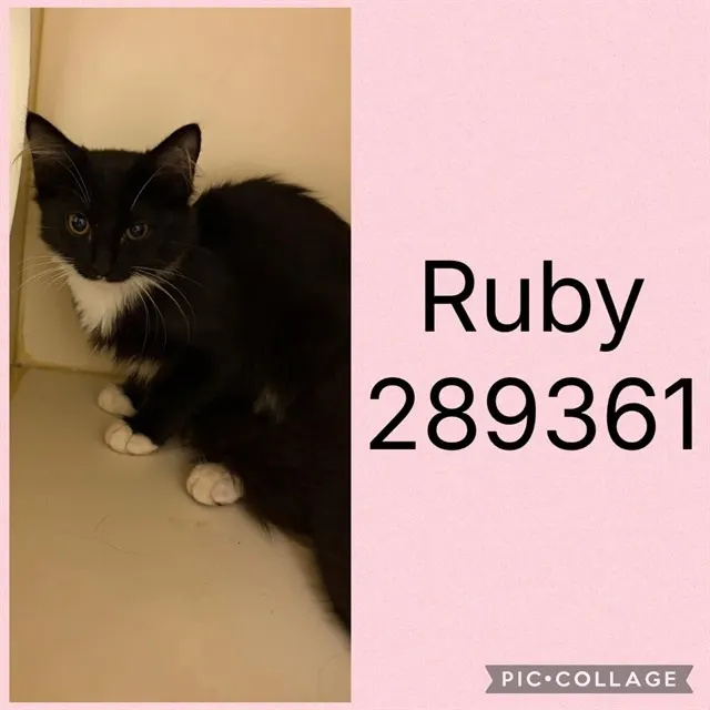 Adoptable Cat