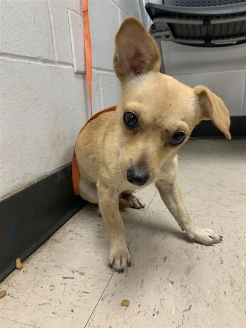 Adoptable Dog