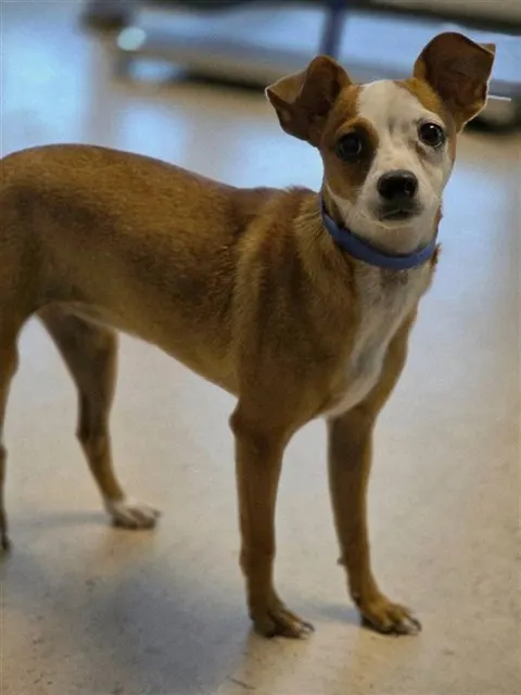 Adoptable Dog