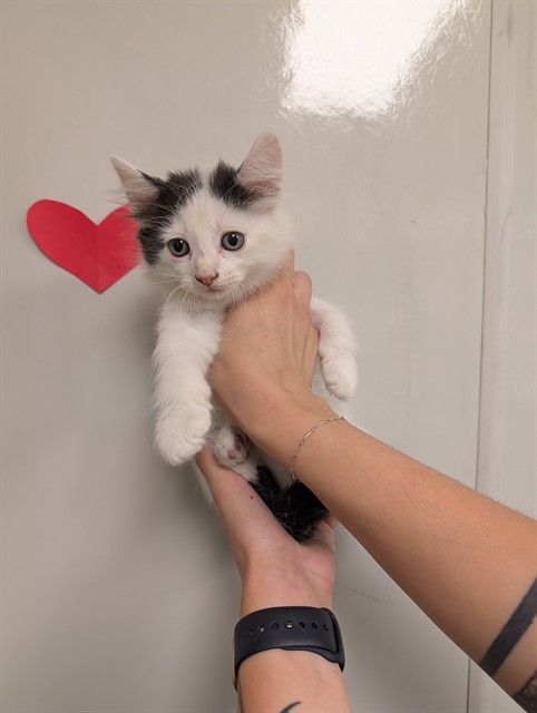 Wisp - Needs A Foster