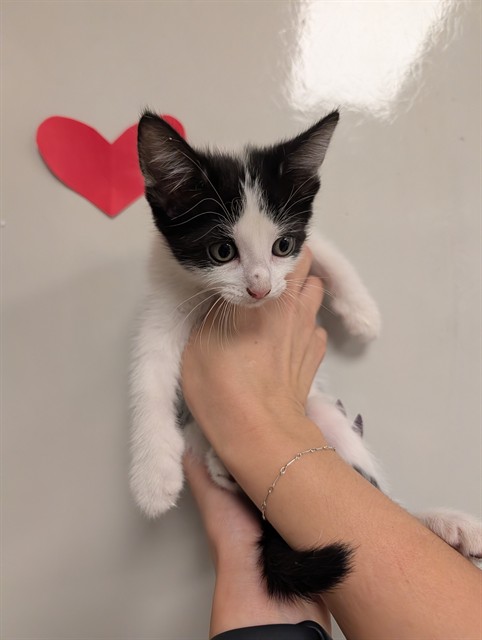 Charm - Needs A Foster
