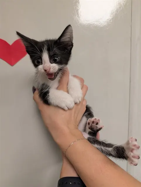 Comet - Needs A Foster