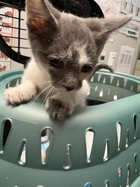 Milo