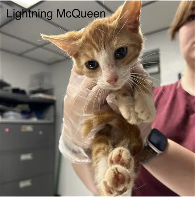 Lightning Mcqueen