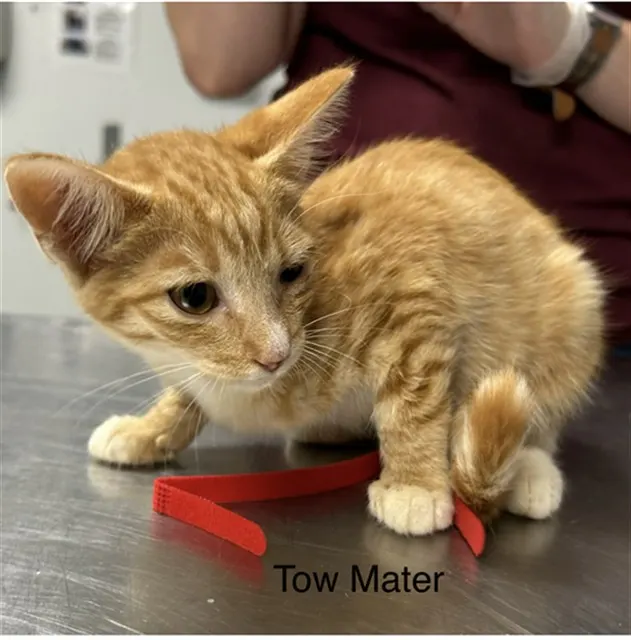 Tow Mater