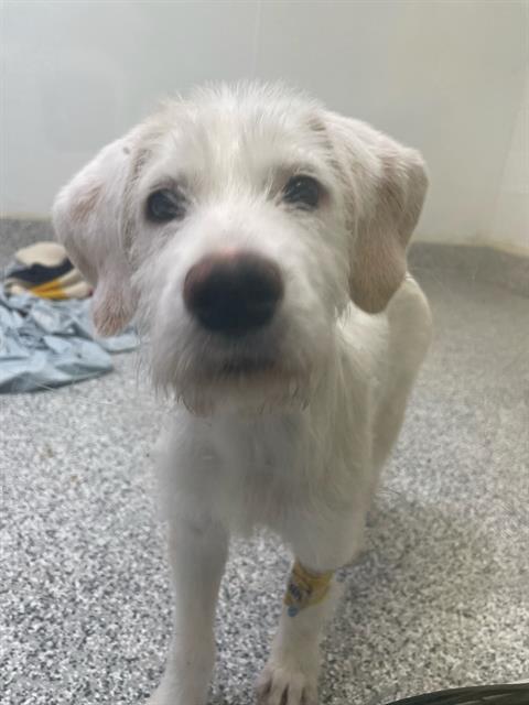 Mimi