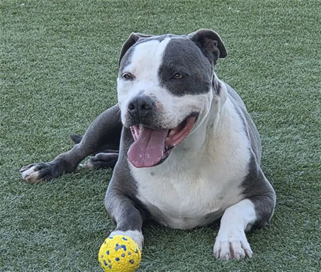 Rosco