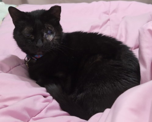 Mama Kitty