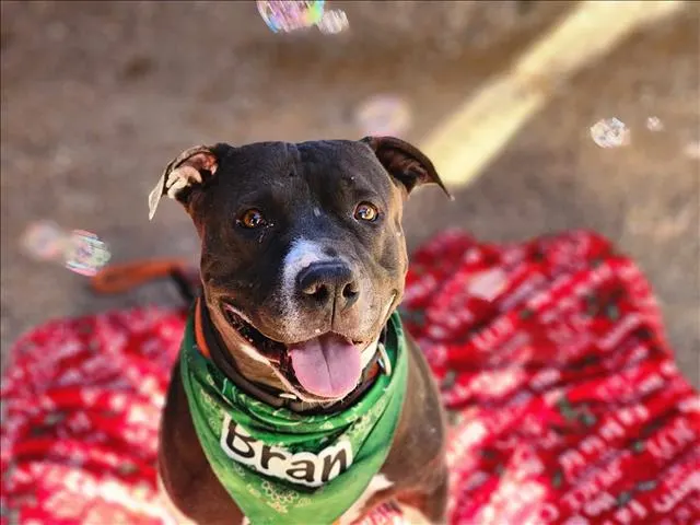 Bran*