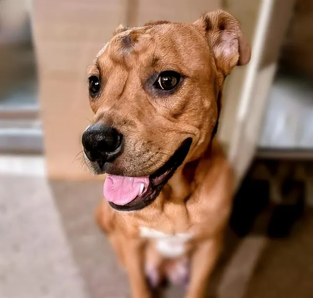 Nala*