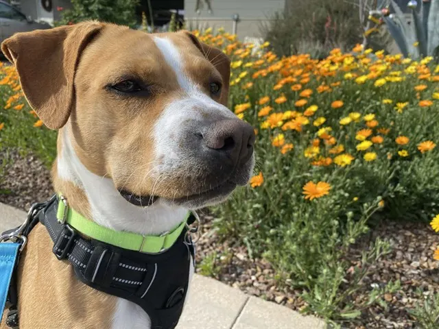 Flynn