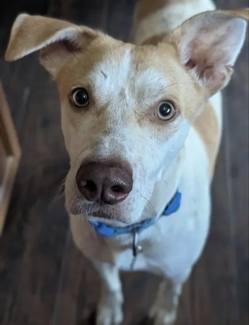 Timber*
