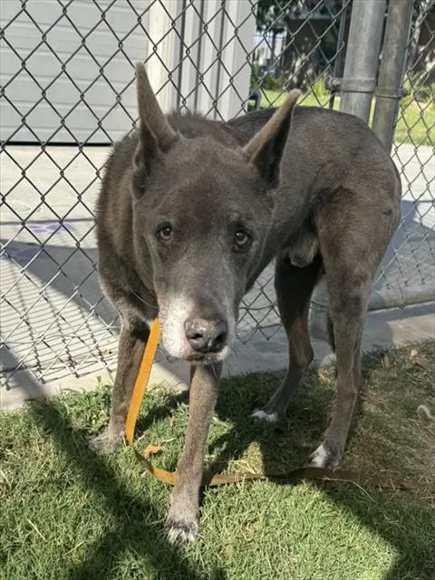 Kona