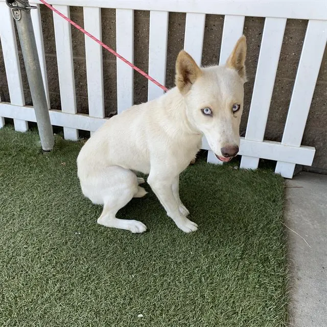 Adoptable Dog