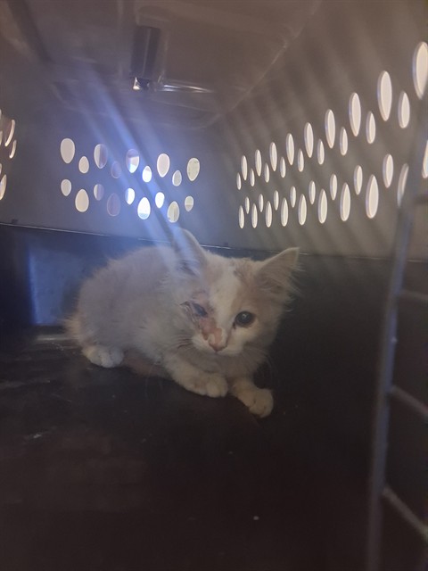 Adoptable Cat