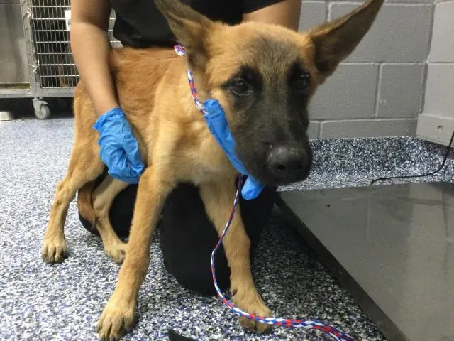 Loki