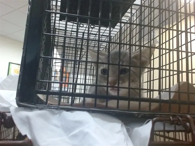 Adoptable Cat