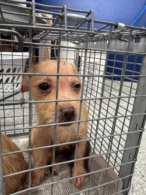 Adoptable Dog