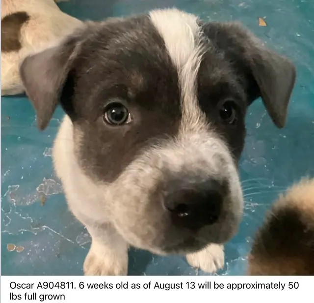 Oscar