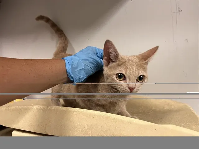 Adoptable Cat