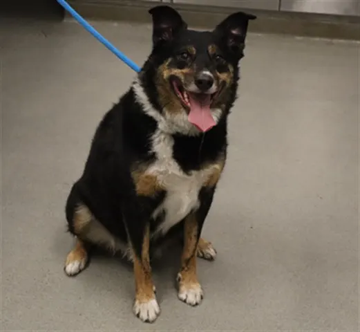 Adoptable Dog