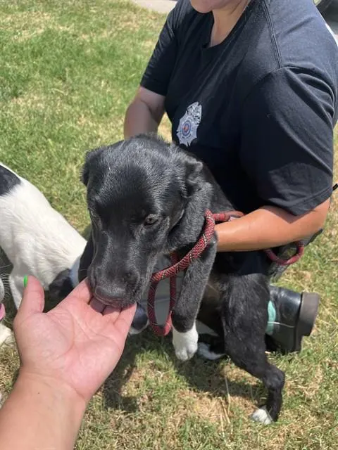 Adoptable Dog