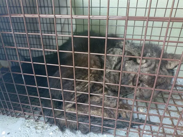 Adoptable Cat