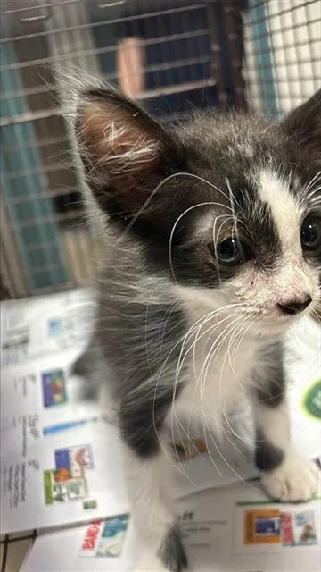 Adoptable Cat