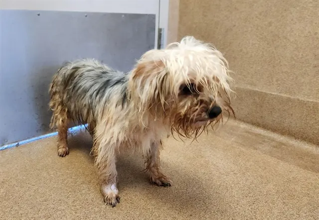 Adoptable Dog