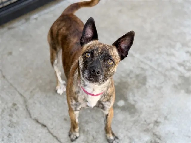 Adoptable Dog