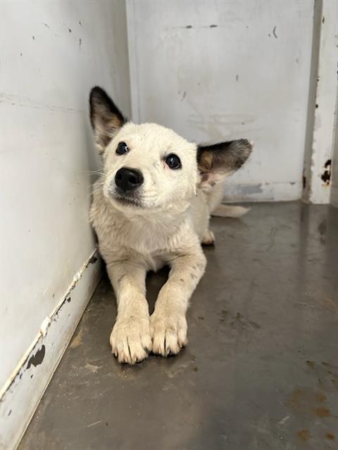 Adoptable Dog