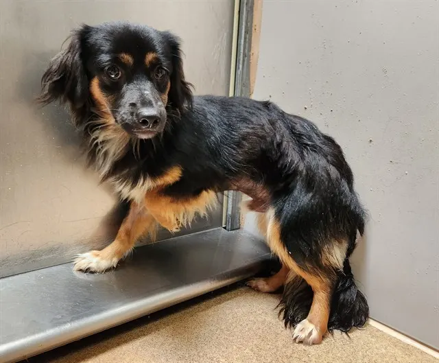Adoptable Dog