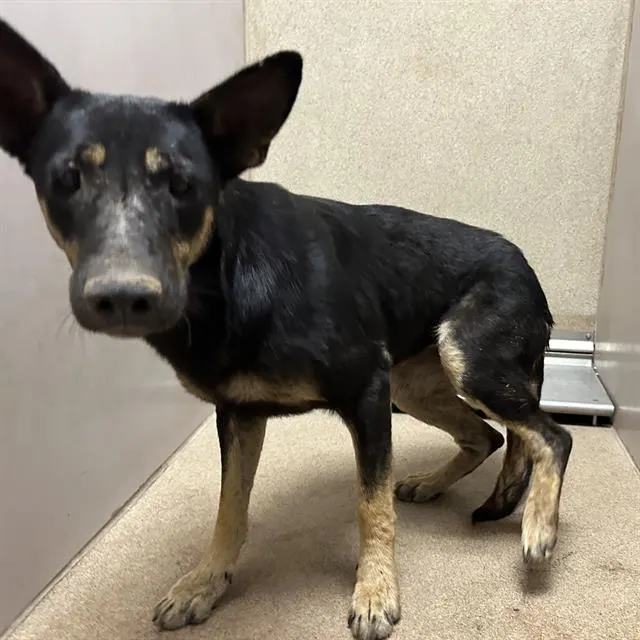 Adoptable Dog