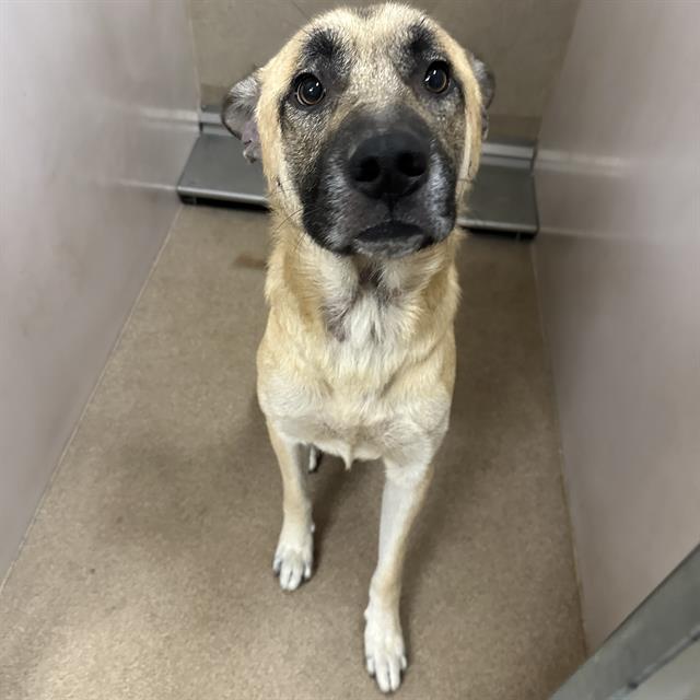 Adoptable Dog