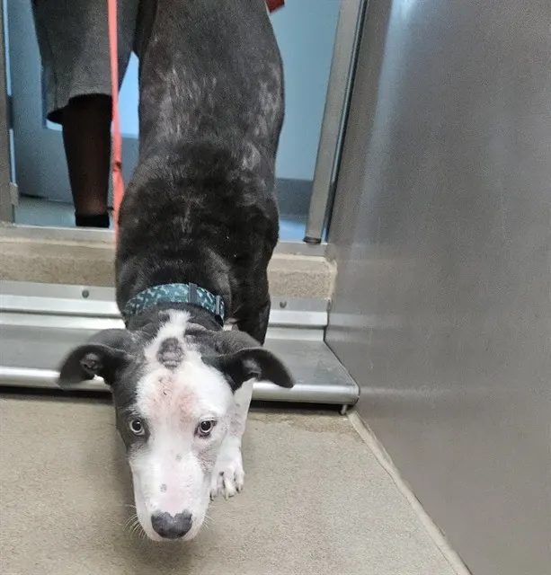 Adoptable Dog