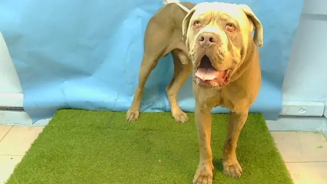 Adoptable Dog
