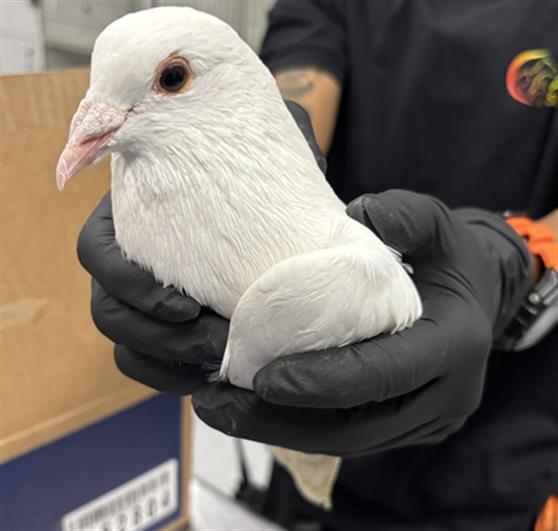 Adoptable Bird