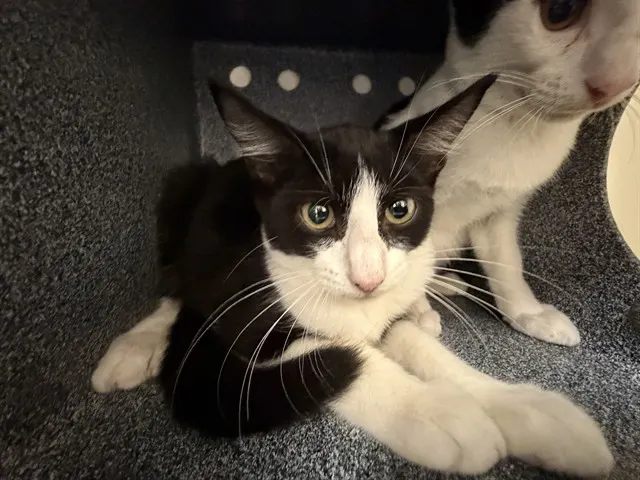 Adoptable Cat