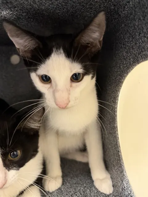 Adoptable Cat